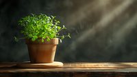 Fresh green herbs growing in terracotta pot on wooden table with natural sunlight streaming through window creating warm atmospheric lighting.
