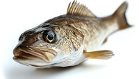 Fresh raw sea bass fish head close up on white background, isolated macro shot showing detailed scales, fins and eye. Suitable for culinary and seafood marketing.
