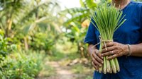 Farmer holding fresh green onions in agricultural field during harvest season for organic produce marketing.