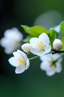 Delicate white jasmine flowers with yellow stamens blooming on branch against dark green blurred background. Macro photography captures spring garden freshness.