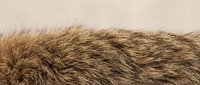 Close-up of soft brown animal fur texture with natural flowing hair strands, showcasing warm earthy tones for backgrounds and design projects.