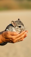 Small chinchilla held in human hands against neutral background, showing care and gentleness. Suitable for pet care, wildlife education, and animal welfare content.
