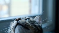 Gray tabby cat with white markings looking up near window with natural light, domestic pet portrait showing whiskers and peaceful expression indoors.
