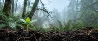 Young green plant seedling growing from rich dark soil in misty forest with floating environmental icons representing sustainability and eco-friendly growth.