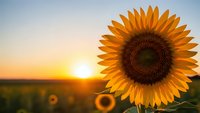 Bright sunflower blooming in golden field during warm sunset with soft bokeh background for agriculture and nature themes.