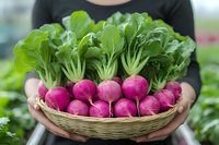 Fresh pink radishes with green leaves in woven basket held by woman in garden. Vibrant organic produce showing farm to table harvest and healthy eating concept.