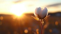 Delicate white cotton flower silhouetted against golden sunset sky with bokeh light effects, creating dreamy natural atmosphere for romantic and agricultural concepts.