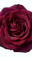 Deep burgundy rose bloom with layered velvet petals and spiral center, isolated on white background for design, floral arrangements, and wedding projects.