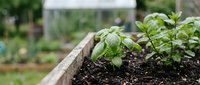 Young seedlings growing in raised garden bed with greenhouse in background, suitable for gardening, agriculture, and sustainability content.