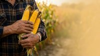 Farmer holding fresh corn cobs in field during harvest season, agricultural produce and farming concept for agribusiness and food industry.