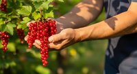 Farmer harvesting fresh red currants from bush in summer garden, hand picking ripe berries for organic fruit production and agriculture.