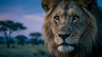 Majestic male lion with full mane gazing directly at camera against twilight savanna landscape with acacia trees. Wildlife portrait for nature and animal content.