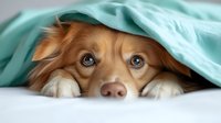 Adorable Australian Shepherd dog with bright blue eyes peeking out from under mint green blanket, lying on white bedding, showing playful and shy expression.