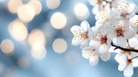Delicate white cherry blossoms with soft bokeh lights create dreamy spring atmosphere for seasonal marketing and nature-themed designs.
