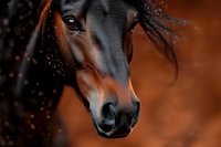 Close-up portrait of bay horse head with dark mane against brown background, showing expressive eye and gentle features with snow or water droplets in hair.
