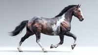 Majestic bay roan horse with white markings galloping gracefully against neutral background, showcasing powerful movement and elegant profile.