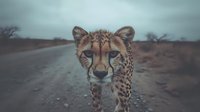 Majestic cheetah walking on dirt road in African savanna landscape with moody overcast sky and sparse vegetation in background for wildlife photography.