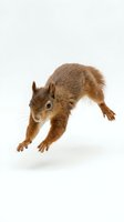 Red squirrel leaping mid-air, isolated on white background, showcasing dynamic movement and fluffy tail, ready for nature and wildlife design use.