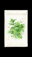 Watercolor basil plant with scattered seeds isolated on transparent background, ready for t-shirt designs, stickers, clipart, print-on-demand products and sublimation projects.