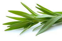Fresh tarragon herb leaves isolated on white background, aromatic culinary ingredient showing detailed texture and vibrant green color for cooking and garnish.