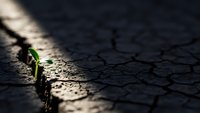 Small green plant sprouting through crack in dry cracked earth symbolizing hope, resilience and new life emerging from harsh conditions.