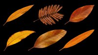 Autumn leaves collection isolated on transparent background, ready for t-shirt design, clipart, stickers, sublimation and print-on-demand projects.