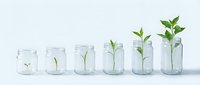 Plant growth stages in glass jars showing seedling development from sprout to mature plant on white background for business and investment concepts.