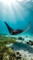 Majestic manta ray gliding gracefully through crystal clear tropical waters with sunbeams streaming down over coral reef and seagrass underwater scene.