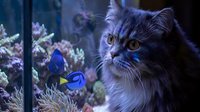 Fluffy gray cat with yellow eyes gazing at colorful tropical fish swimming in aquarium tank with coral reef and blue water backdrop.