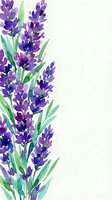 Watercolor lavender flowers border on white background, purple blooms with green stems, soft artistic style for cards, prints, and invitations.