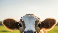 Young brown and white dairy cow with large ears looking directly at camera in green pasture during golden hour sunset lighting for farm content.