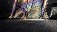 Iridescent feathers with rainbow colors showing detailed texture and natural patterns in macro photography for nature and wildlife design projects.