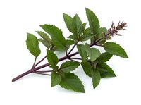 Fresh mint herb branch with green leaves and purple stems isolated on white background, suitable for culinary, wellness, and botanical design projects.
