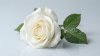 White rose with water droplets and green leaves on clean background for romantic wedding decoration and floral design projects.