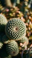Close-up view of round barrel cactus with sharp spines in geometric pattern, desert succulent plant for home decor and gardening projects.