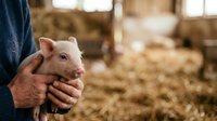 Farmer holding young piglet in barn with straw bedding, agricultural livestock care and animal husbandry for farming industry.