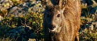 Young brown deer standing in natural habitat with moss and rocks during golden hour lighting for wildlife photography and nature documentation.