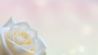 White rose with water droplets on soft pink gradient background for romantic wedding invitations and greeting cards.