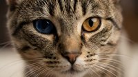 Adorable tabby cat with striking heterochromia blue and yellow eyes close-up portrait showing detailed fur patterns and whiskers for pet photography.