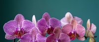 Purple and pink spotted orchid flowers blooming against teal background for spa wellness decor and botanical design projects.