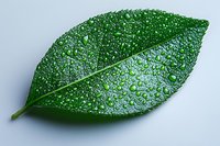 Fresh green leaf with water droplets on light background, showing natural texture and morning dew detail. Macro photography highlights plant surface patterns.