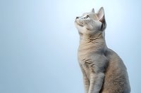Elegant Burmese cat with silver-gray fur sitting upright against light blue background, looking up with noble posture and distinctive profile view.