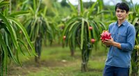 Young male farmer of South Asian descent wearing blue shirt holding fresh red dragon fruit in tropical plantation field during harvest season.