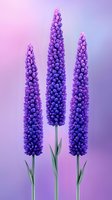 Purple lupine flowers with tall spiky blooms against soft gradient background in pink and violet hues, creating dreamy botanical art composition.