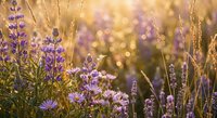Purple wildflowers and lupines in golden sunset light with warm bokeh background creating dreamy meadow atmosphere for nature photography projects.