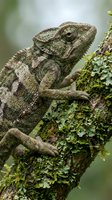 Green chameleon with textured skin perched on moss-covered branch in natural forest habitat displaying camouflage adaptation and wildlife behavior.