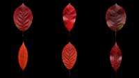 Six vibrant red autumn leaves isolated on transparent background, ready for T-shirts, stickers, clipart, sublimation, and print on demand design projects.
