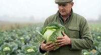 Senior Caucasian farmer in flat cap holding fresh cabbage head in agricultural field during harvest season. Organic vegetable farming and sustainable agriculture.