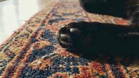 Black cat paw resting on ornate patterned rug with warm tones, close-up detail shot capturing fur texture and traditional carpet design for pet and home decor content.
