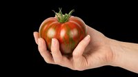 Ripe red tomato held in open palm of hand, isolated on transparent background, ready for clipart, t-shirt design, stickers, print-on-demand products and sublimation projects.